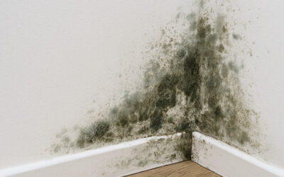 The Hidden Intruder: What Homeowners Need to Know About Mold in Michigan Homes